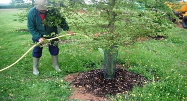 Jak krmit švestku v létě, pravidla a načasování hnojení